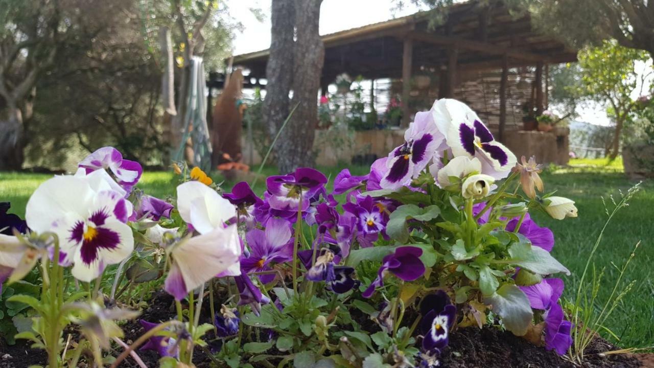 Agriturismo Sa E Padedda Mores Dış mekan fotoğraf